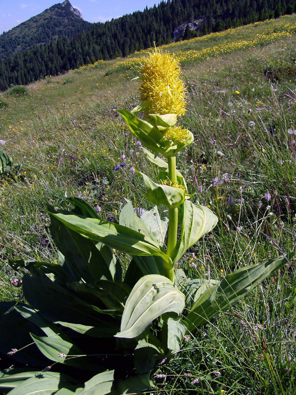 Gentiana punctata L.